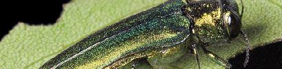 Emerald Ash Borer